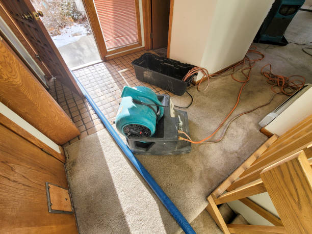 Best Basement water damage restoration  in Ives Estates, FL