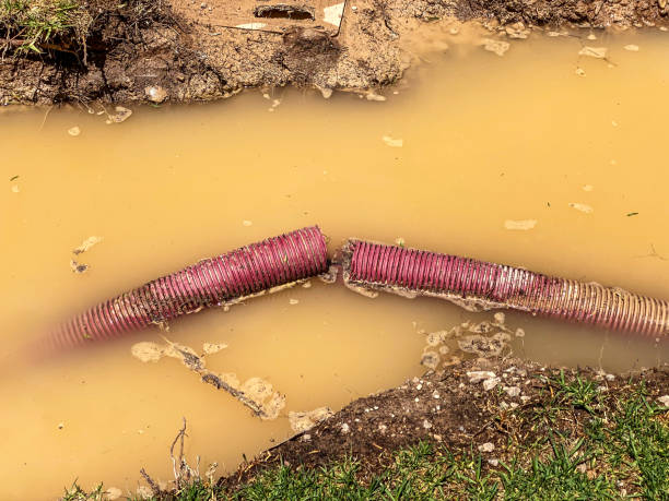 Best Carpet water damage restoration  in Ives Estates, FL